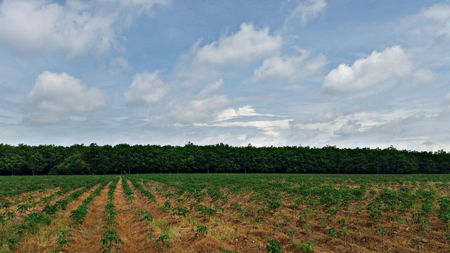 wide rubber tree plantation landscape