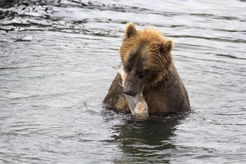 Obraz na płótnie Canvas Brown bear eating a freshly caught fish. Kuril lake, Kamchatka, Russia.