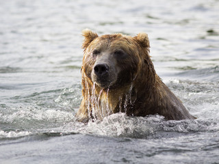 Brown bear in water. Closeup portrait