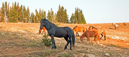 Wild Horses - Black Stallion with herd in the Pryor Mountains Wild Horse Range in Montana United...