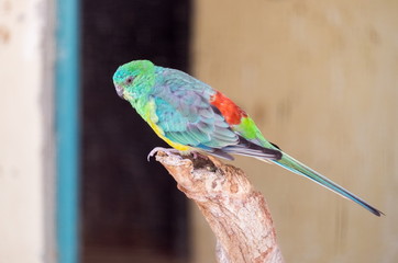 Red-rumped Parrot