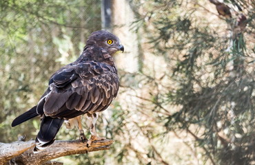 Short-toed snake eagle (Circaetus gallicus), also known as short-toed eagle