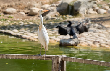 cattle egret (Bubulcus ibis)