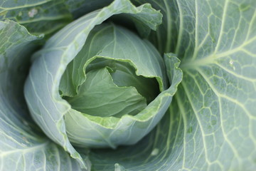 Fototapeta premium Head of cabbage