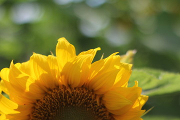 Sunflower Macro