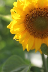 Obraz premium Sunflower Macro