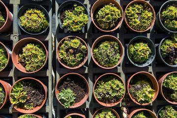 top view plants little succulents in pots