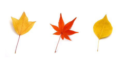 秋のイメージ:紅葉