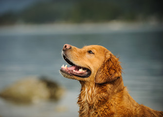 Golden Retriever dog outdoor portrait against blue water