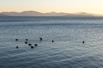 A lake at sunset, with some ducks on the blue water and distant hills and warm tones at the distance