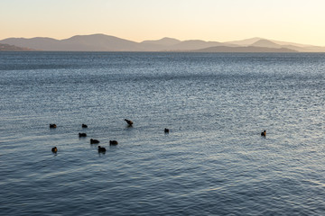 A lake at sunset, with some ducks on the blue water and distant hills and warm tones at the distance