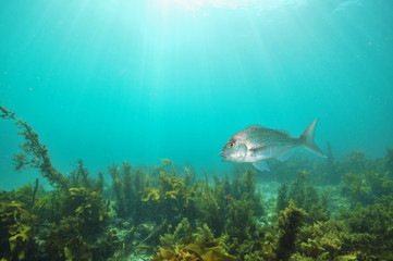 Fototapeta na wymiar Australasian snapper Pagrus auratus swimming with mouth open above flat bottom covered with brown sea weeds.