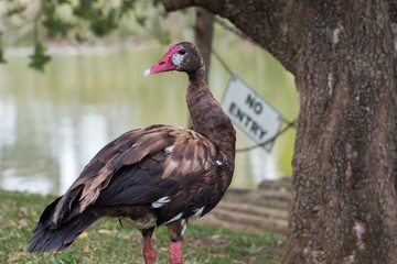 Female Spur-winged goose standing under a tree near a lake with no entry sign in background.