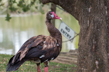 Female Spur-winged goose standing near lake with no entry sign in background.