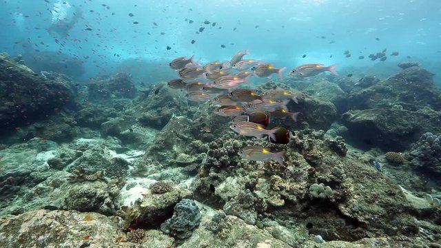 Goldspot sea bream fish on coral reef at Pulau Weh, Aceh