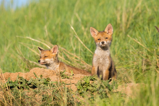 
European Red Fox babies near their nest in the wild