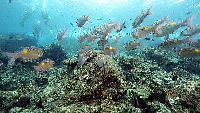 Goldspot sea bream fish on coral reef at Pulau Weh, Aceh