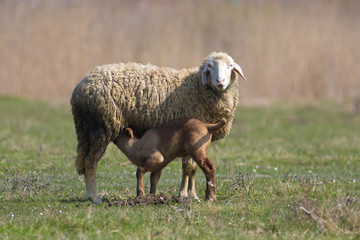 Lamb sucking the sheep