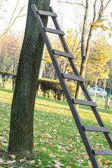 Wooden ladder sustained by a tree, in the park, autumn time.  Autumn approach, season change concept