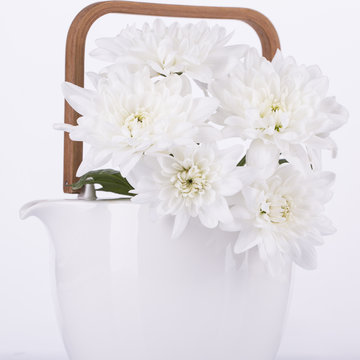 White chrysanthemum in a white teapot on a white background