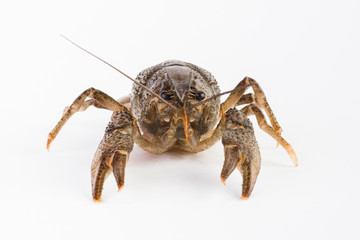 Live cancer on a white background close-up