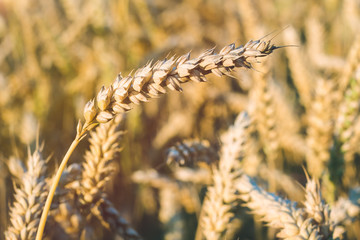 Golden ears of wheat on the field in sun light flares. Close up