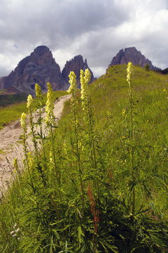 Cluster of foxgloves with Grohmannspitze group, Dolomites, Italy