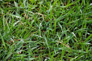 Dew drops on green grass. Green grass background