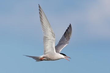 Fototapeta na wymiar Seagull in flight, tern