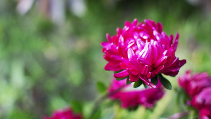 яркие цветы астры крупным планом