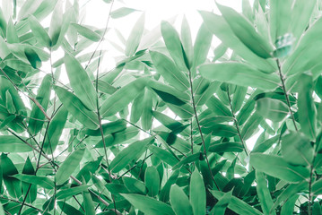 green bamboo leaves  texture background