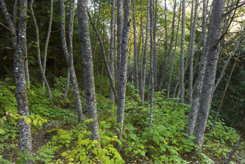 Fototapeta premium Fraser Valley Rain Forest Landscape Background Trees Nature