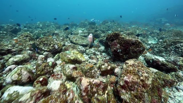 Yellowmargin triggerfish (Pseudobalistes flavimarginatus) searching for food on reef