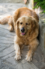 portrait of beautiful golden retriever