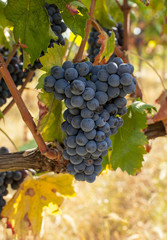 Naklejka premium Bunches of ripe grapes before harvest.