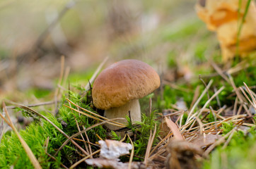 Edible mushroom