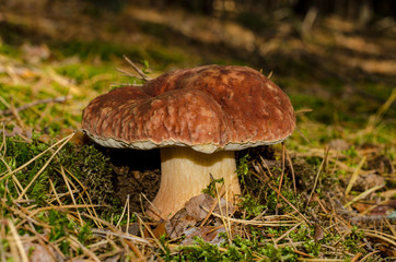 Edible mushroom