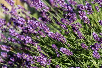 Garden with the flourishing lavender