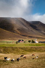 Fototapeta premium Scenic view of icelandic horses on a pasture in front of typical small farm surrounded by dramatic icelandic landscape.