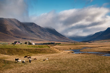 Fototapeta premium Scenic view of icelandic horses on a pasture in front of typical small farm surrounded by dramatic icelandic landscape.