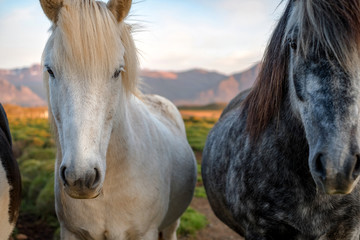 Obraz premium Portrait of wild icelandic pony in a late evening light.