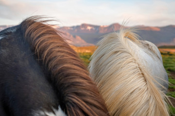 Fototapeta premium Wild icelandic pony.