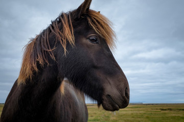 Fototapeta premium Portrait of wild icelandic pony.