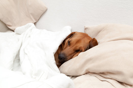 Cute Dog Sleeping Under Covers