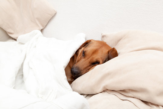 Cute dog sleeping under covers