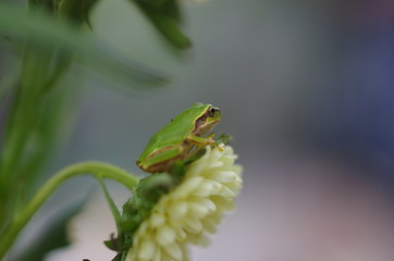 花の上のアマガエル A Japanese tree frog on a white flower