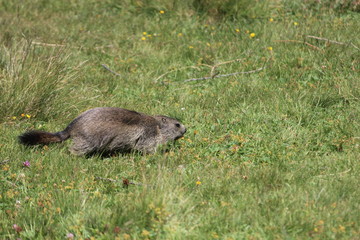 marmottes, Parc du Grand Paradis