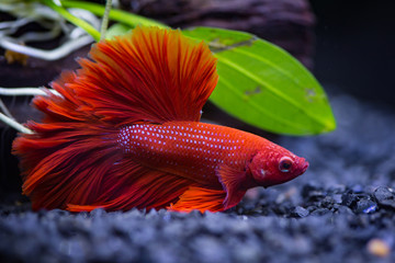  Red half moon  Siamese fighting fish in a fish tank