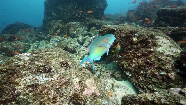 Ember parrotfish (Scarus rubroviolaceus) eating aquatic plants using sharp beak 