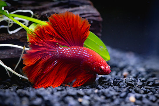 Fototapeta Red Siamese fighting fish in a fish tank